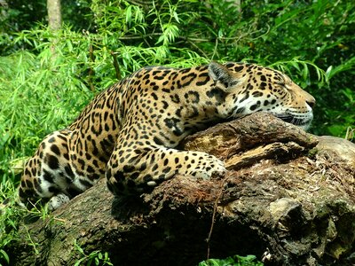 Female jaguar rest animal photo
