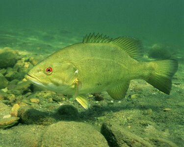 Close-Up fish high resolution photo