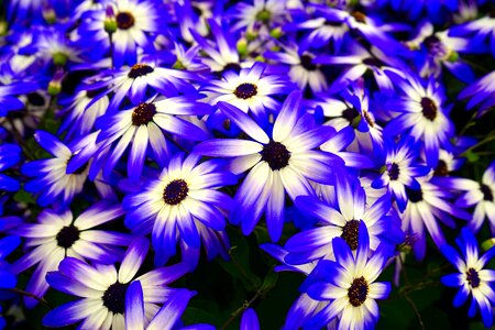 Beautiful Flowers blue petals photo