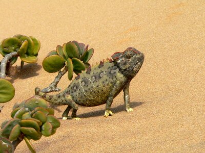 Animal desert sand