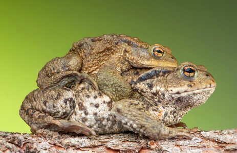 Bufonidae bufo amplexus pairing photo