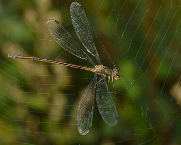 Dragonfly insects web