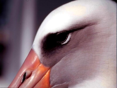 Albatross bird chief photo