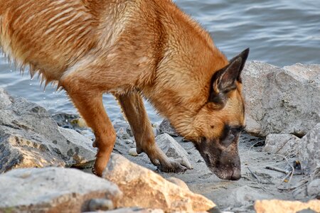 Coastline exploration shepherd dog