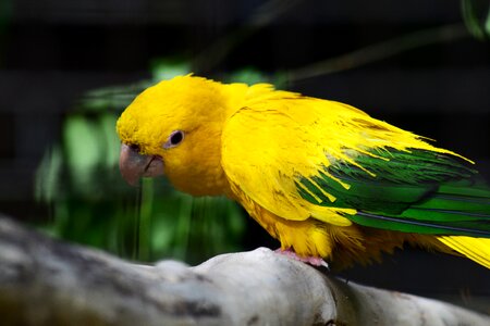 Pair bird yellow