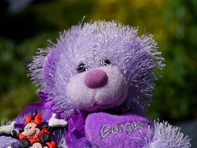 Toy teddy purple teddy