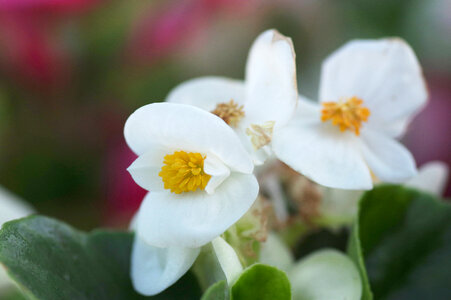 24 Flower