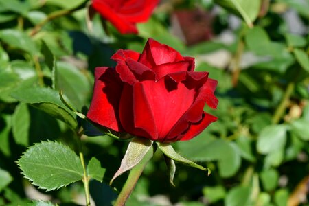 Horticulture red roses