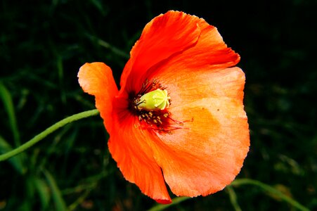 Orange discreet macro