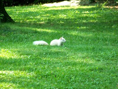 Wildlife rodent mammal photo