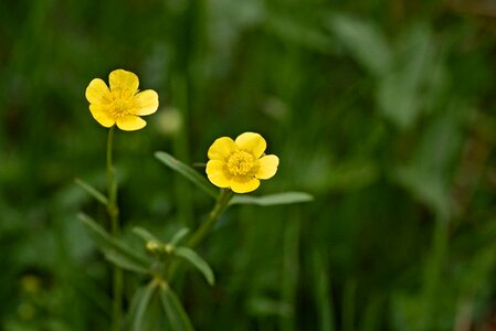 Meadow nature blossom photo