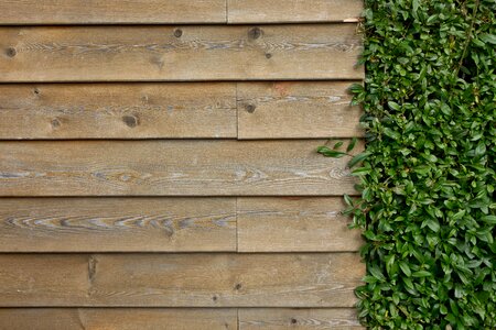 Boards maple ivy