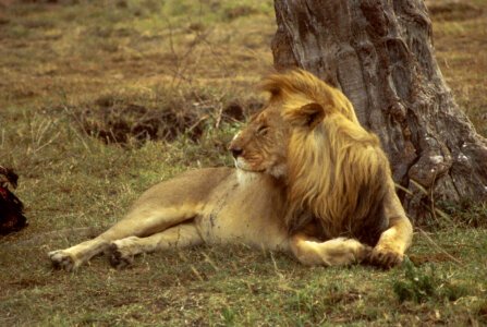 African Lion-1 photo