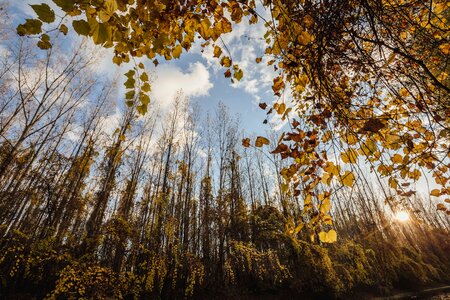 Season nature autumn photo