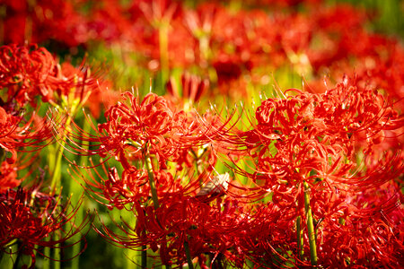 39 Lycoris radiata