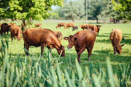 Bull bull nose cows photo