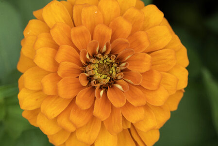 Blooming flower of an Orange Flower