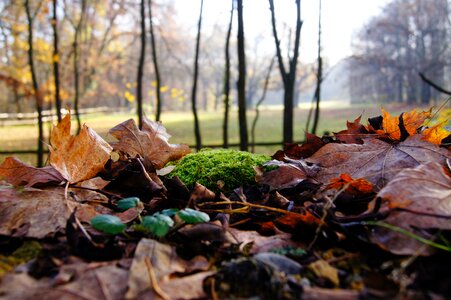 Leaves coupling forest photo