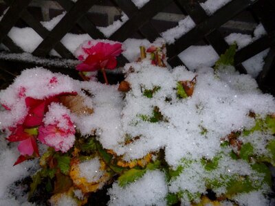 roses in snow photo