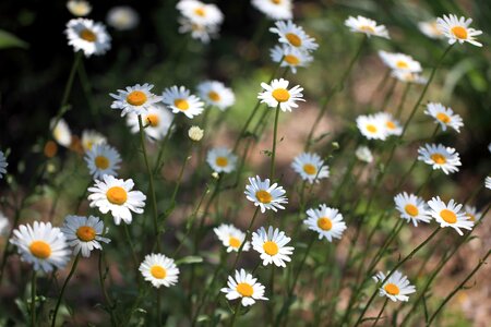 Beautiful Flowers bloom blooming photo