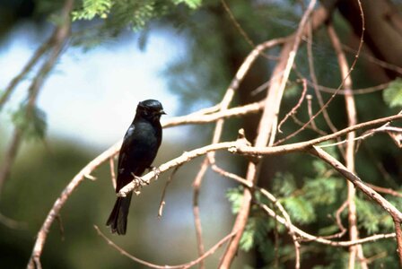 Animal bird black
