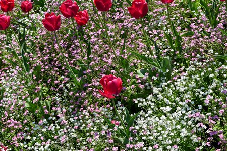 Flower flowers nature