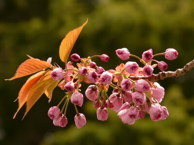 Ornamental cherry flowering twig bud photo