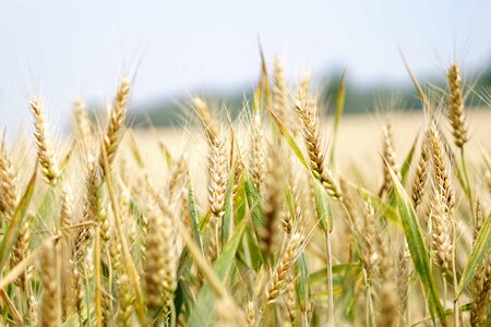 Agricultural agriculture barley photo