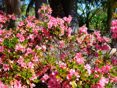 Bush flowers pink photo