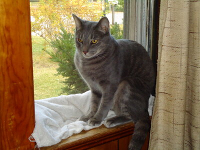 Cat in the Window photo