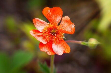 Blossom bloom bright photo