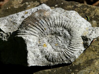 Shell limestone fossil photo