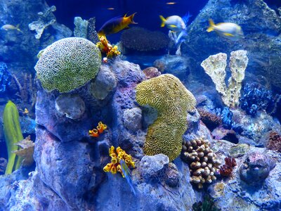 Sponges aquarium underwater photo