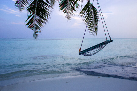 Swing Hanging From a Palm Tree on a Tropical Beach photo