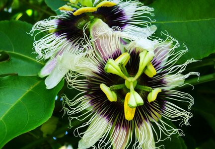 Fruit tropical blossom