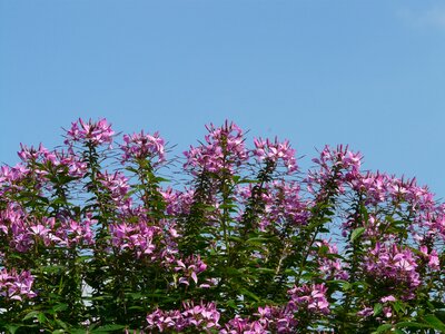 Blossom bloom pink