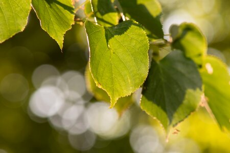 Bokeh background sun