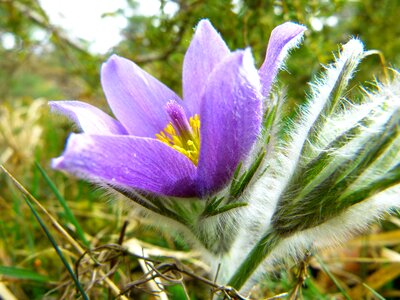 Hahnenfußgewächs dry plant flower