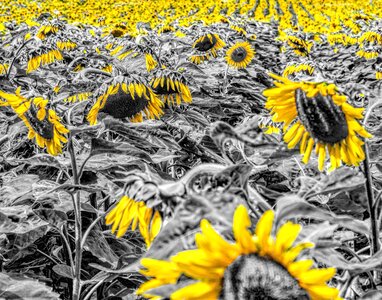 Mirasol girasole flower