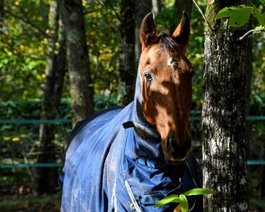 Animal cavalry fauna