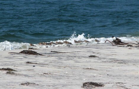 Bird shoreline photo