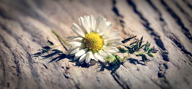 Pointed flower blossom bloom