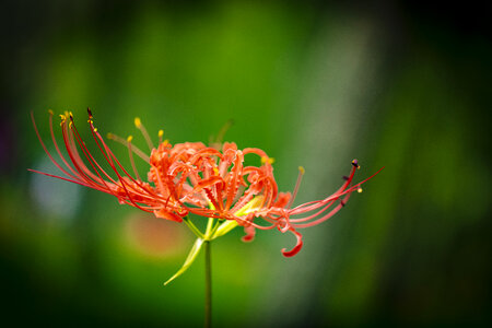 28 Lycoris radiata