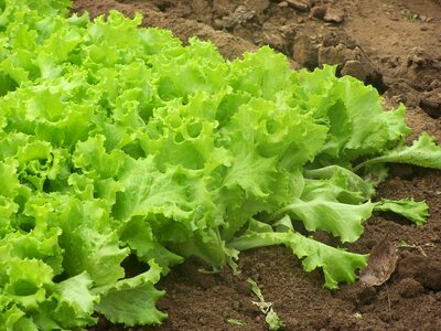 Garden vegetables healthy food
