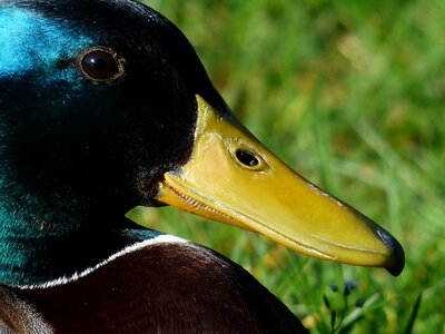 Metallic greenish drake photo