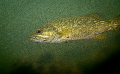  Smallmouth bass-4
