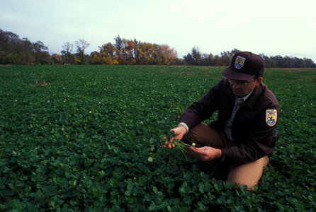 Inspecting New Plant Growth