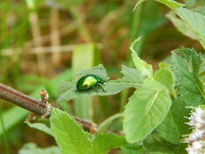 Forest beetle green