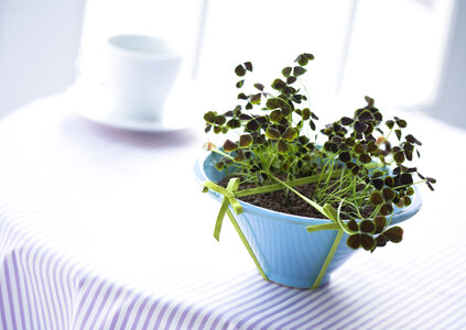 Indoor plant in vase on table photo