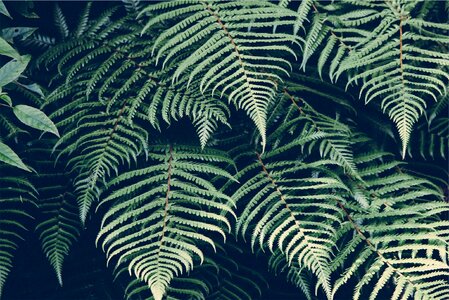 Leaves frond green photo